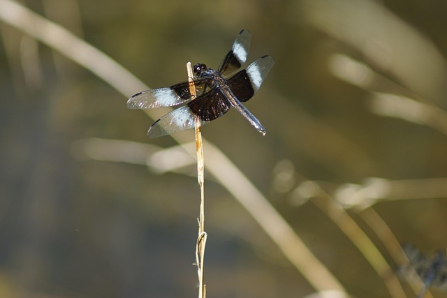 Free Nature Dragonfly photo and picture