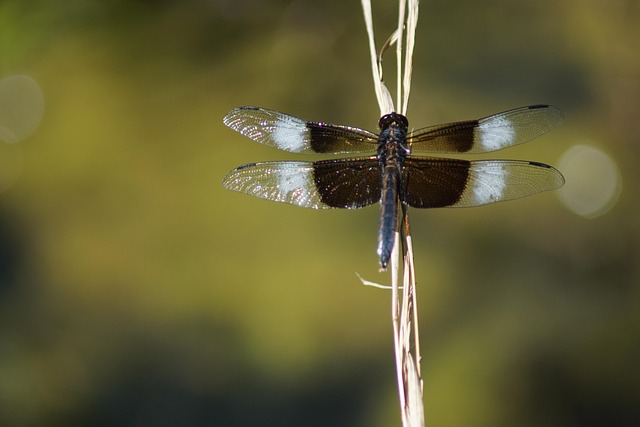 Free Nature Dragonfly photo and picture
