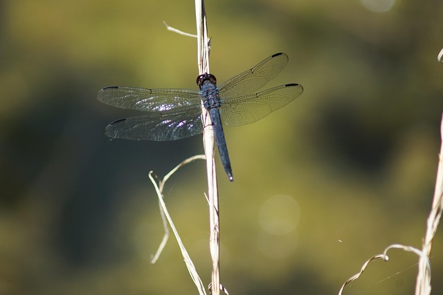 Free Nature Dragonfly photo and picture