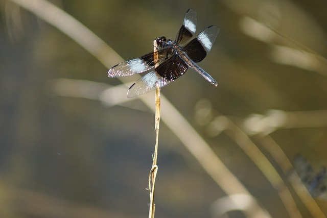 Free Nature Dragonfly photo and picture