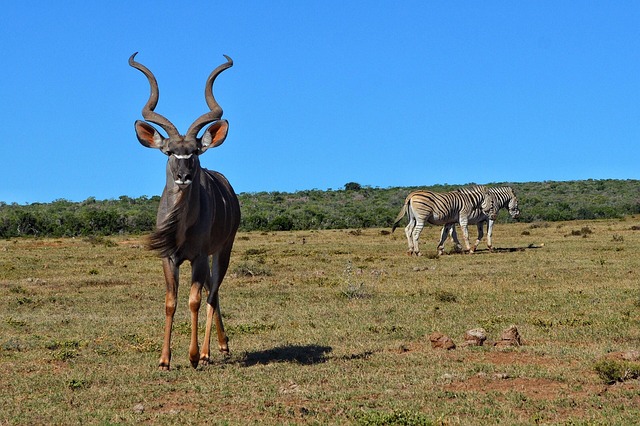 Free Africa Safari photo and picture