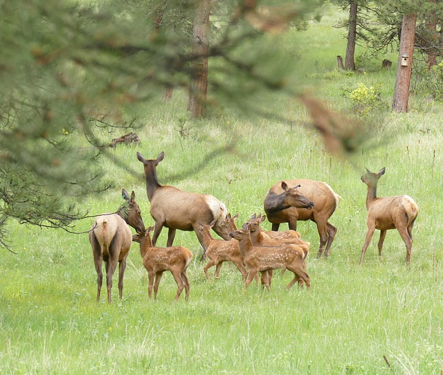 Free Elk Babysitters Elk Babies photo and picture