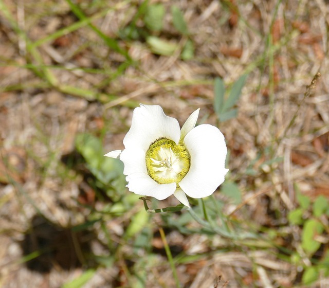 Free Sego Lily Wildflowers photo and picture