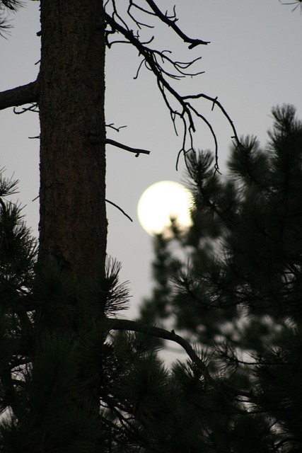 Free Full Moon Creepy Full Moon photo and picture