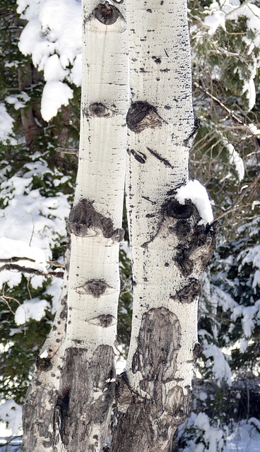 Free Aspen Aspen In Snow photo and picture