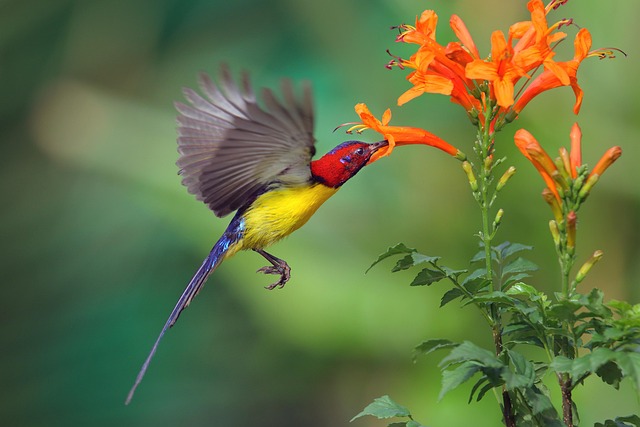 Free Chim Hút Mật Birds photo and picture