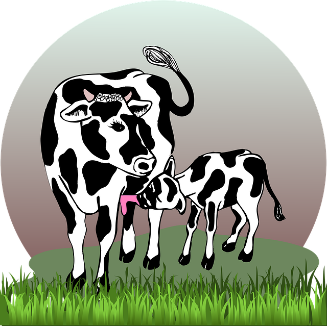 20+ Free Cow Calf & Calf Vectors Pixabay