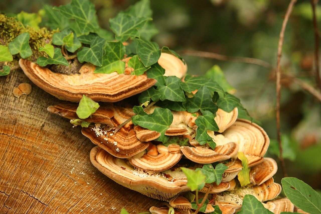 Ivy Fall Wood - Free photo on Pixabay - Pixabay