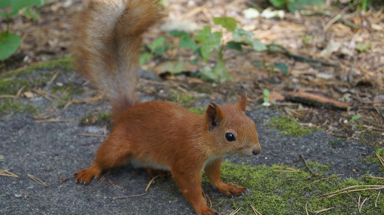 Squirrel - free online jigsaw puzzle photo