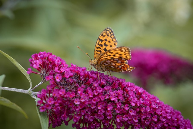 Schmetterling, Garten, Natur, Flieder, Bild von Petra auf Pixabay Sommerflieder mit Schmetterling