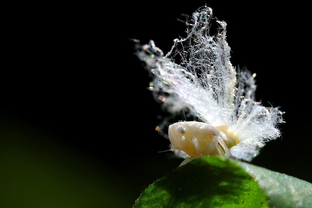 Free Insect Macro photo and picture