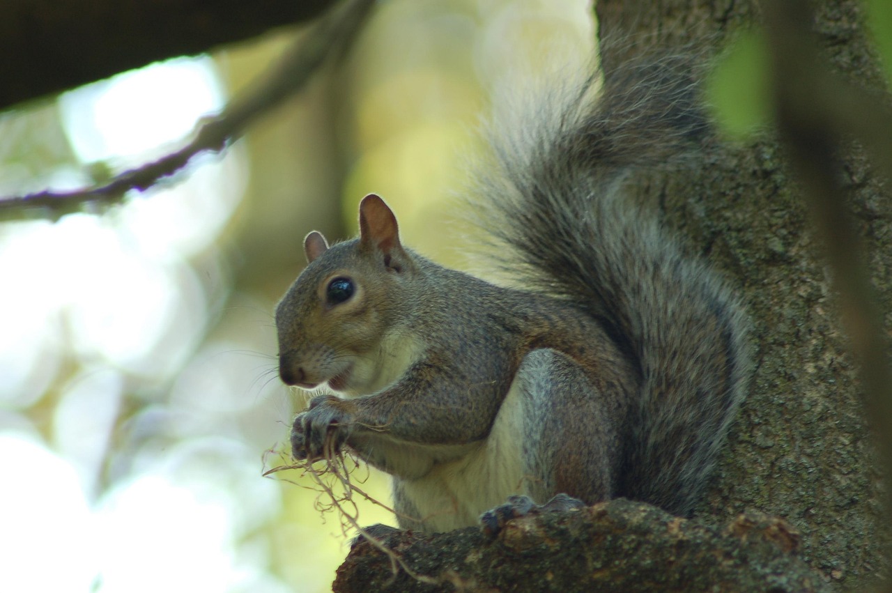 Esquilo Roedor Mamífero - Foto gratuita no Pixabay - Pixabay