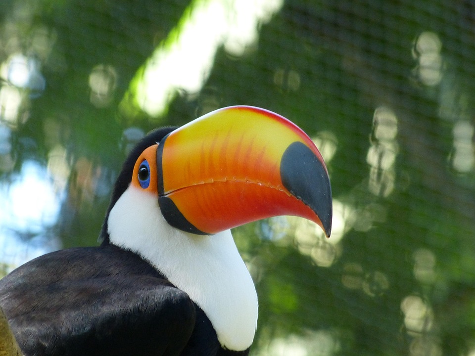 Tucano Bird The Blue Eye Free Photo On Pixabay