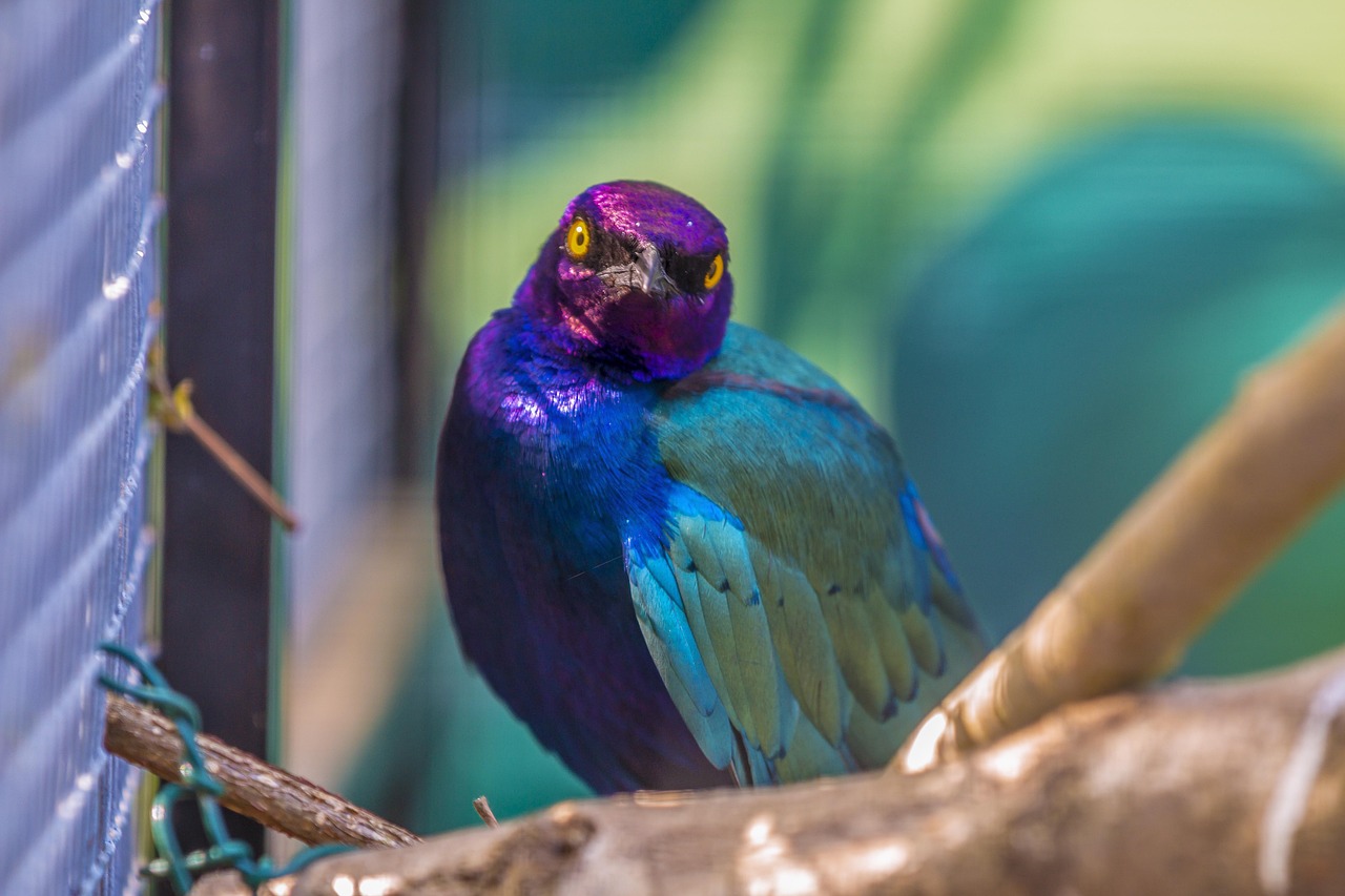 bird-4463715_1280.jpg