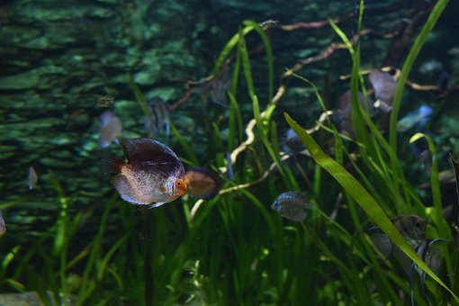 Free Fish Aquarium photo and picture