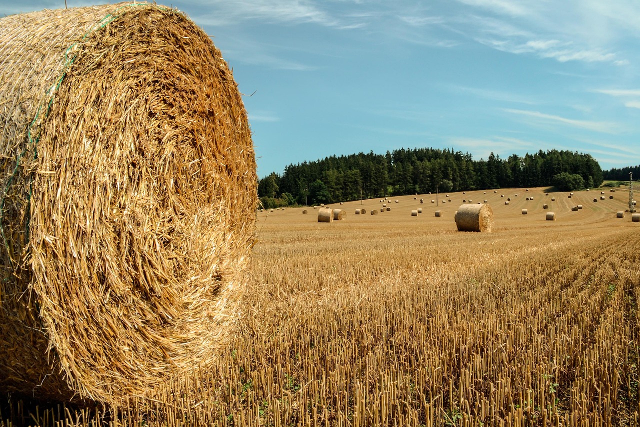 Straw Wiki straw agriculture: straw wikipedia – AFERRW