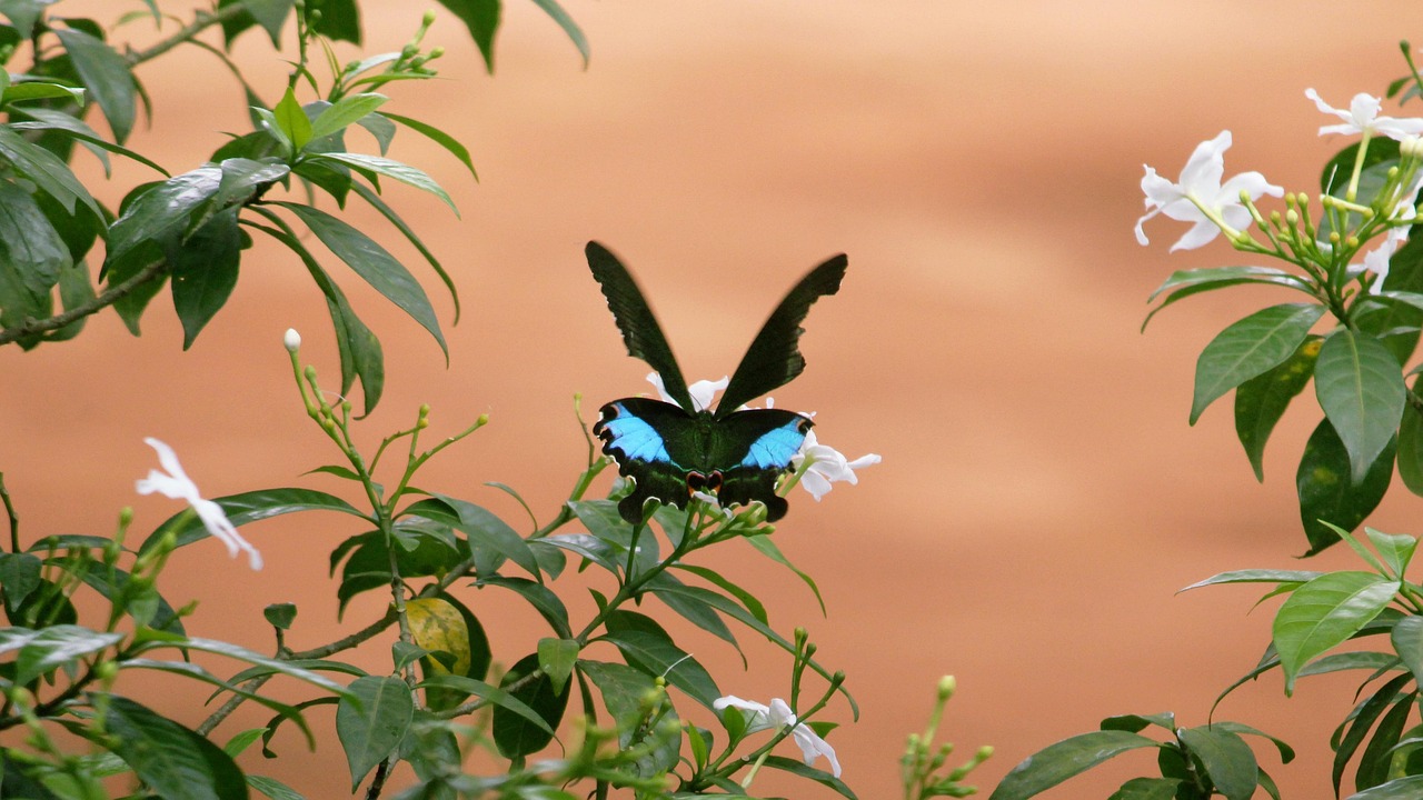 Kerala - free online jigsaw puzzle photo