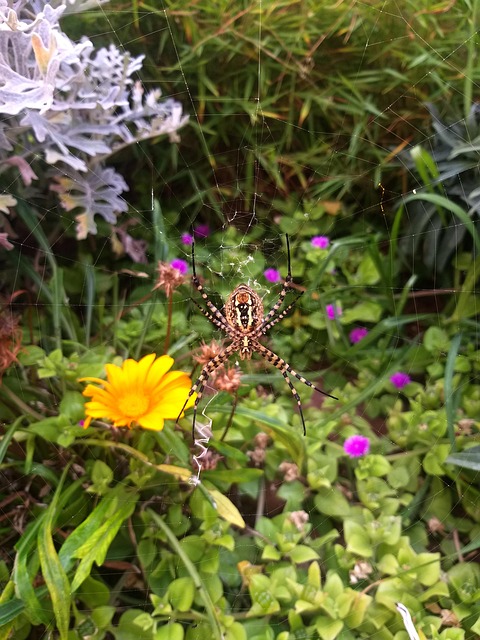 Araignée, Aranha, Inseto