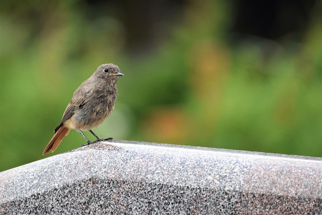 Free Redstart Bird On Gravestone Grey Marble photo and picture
