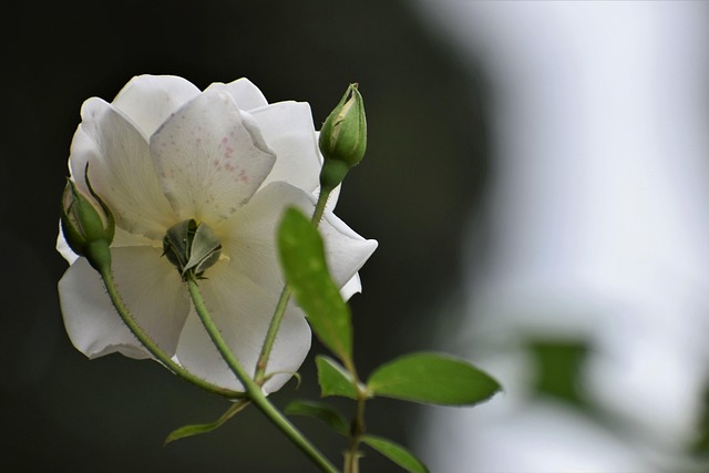 Witte Rozen, Zuiverheid Symbool