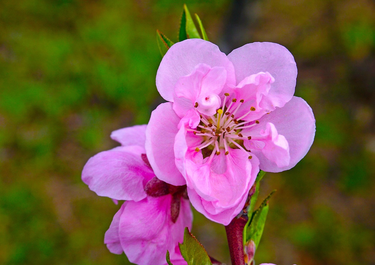 2,000개 이상 무료 복숭아 및 꽃 사진 - Pixabay