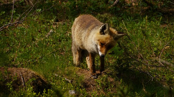 Free Fox Vulpes Vulpes photo and picture