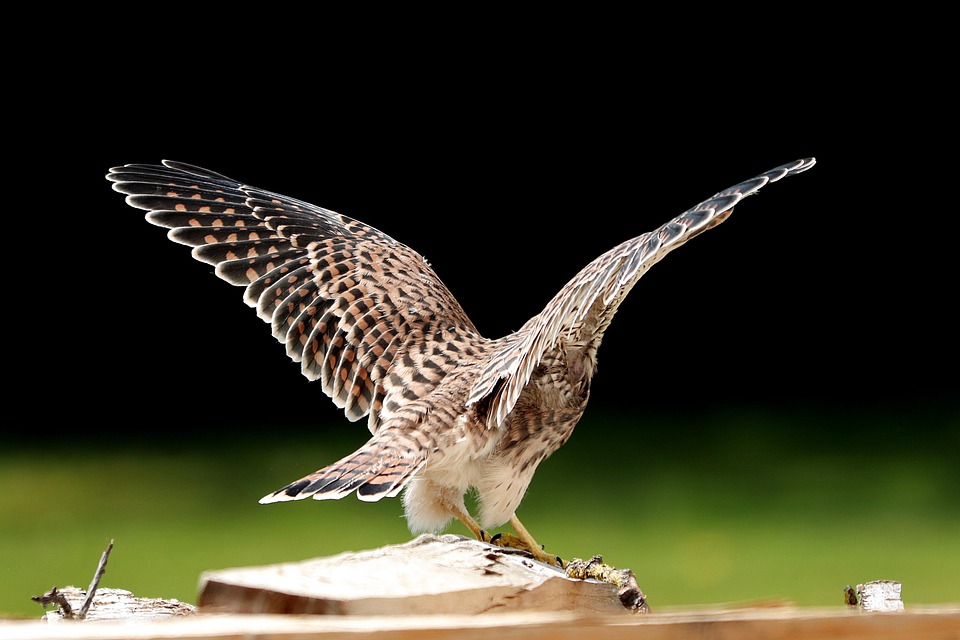 Young Rapter Falcon Young Hawk Raptor - Free photo on Pixabay