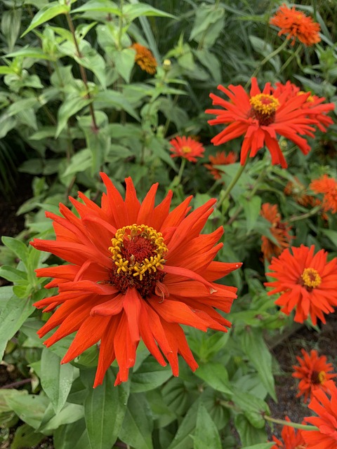 Free Flowers Orange photo and picture
