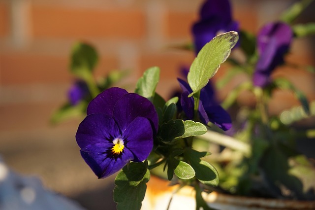 Easter Flowers Spring April - Free photo on Pixabay - Pixabay