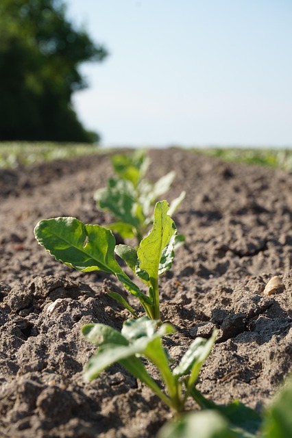 Free Sugar Beet Field photo and picture