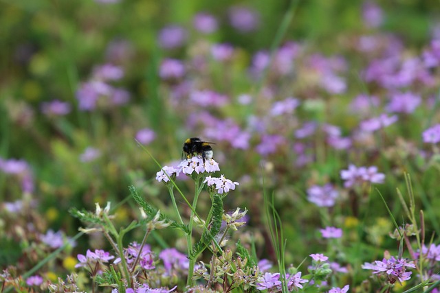 Eng, Blomst Baggrund, Smukke Blomster