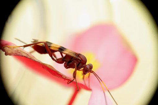 Free Wasp Red photo and picture