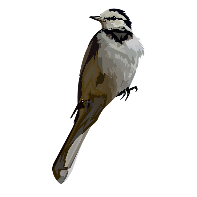 Free Bird Fly illustration and picture