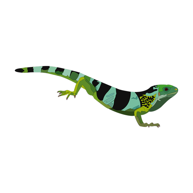 Free Iguana Reptile illustration and picture