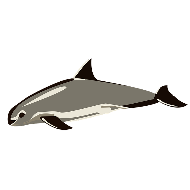 Free Vaquitamarina Sea illustration and picture