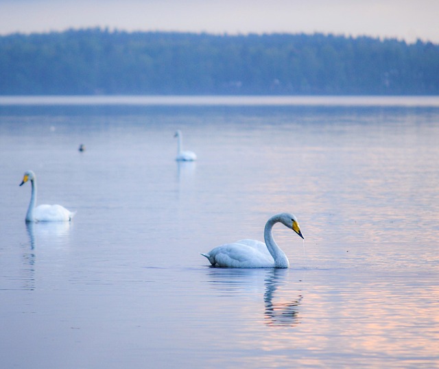 Free Swan Lake photo and picture