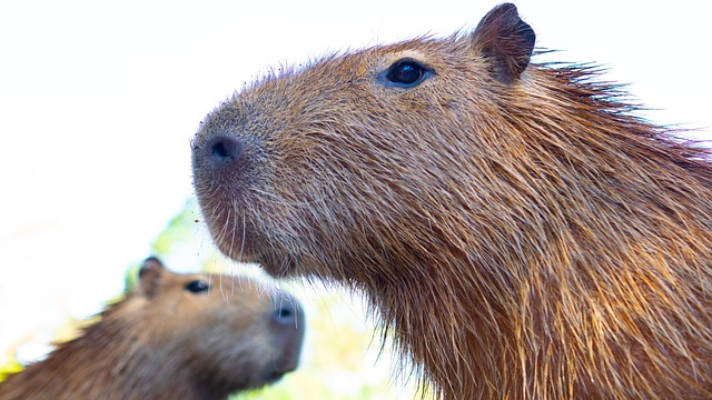 Free Capybara Rodent photo and picture