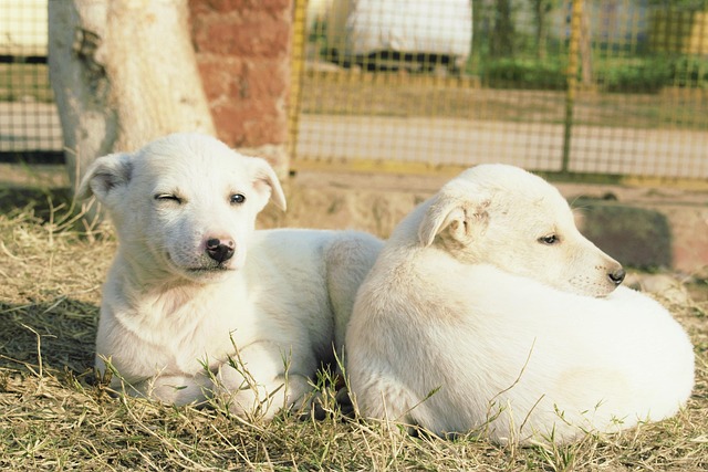 Free Dog Easter Good Morning photo and picture