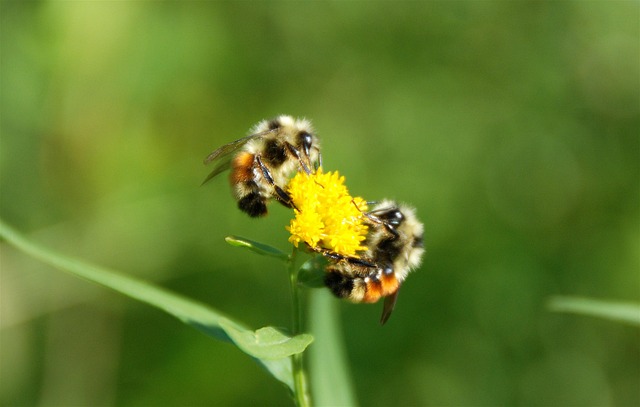 Free Bees Flower Wallpaper photo and picture