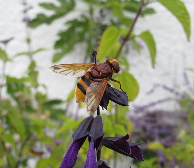 Free Hoverfly Hornet Hoverfly photo and picture