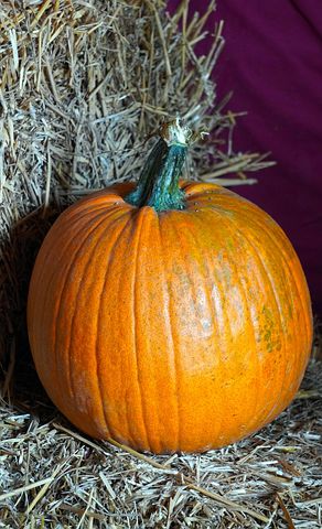 500  Free Pumpkin Plant Pumpkin Images Pixabay