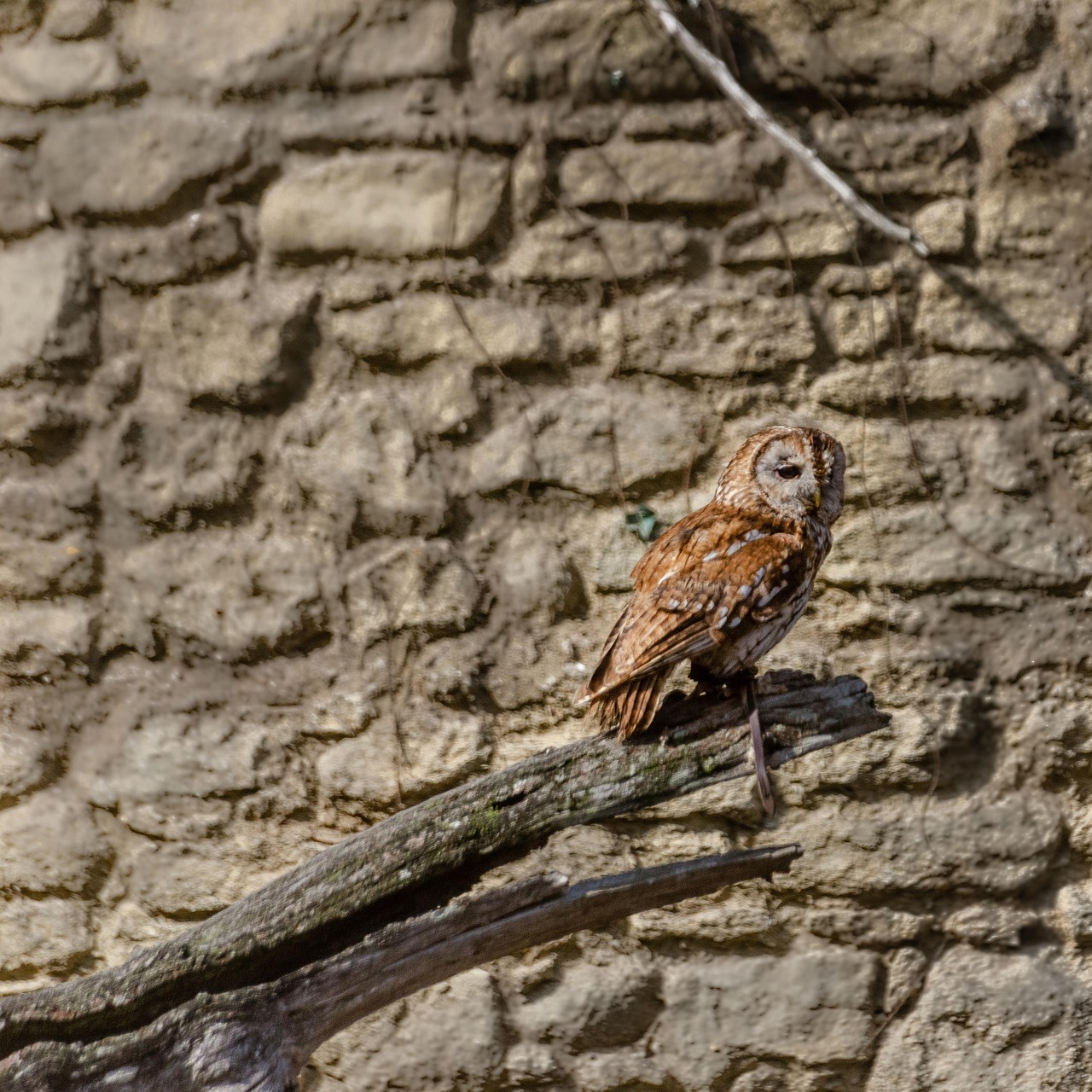 Owl Camouflage Nature - Free photo on Pixabay