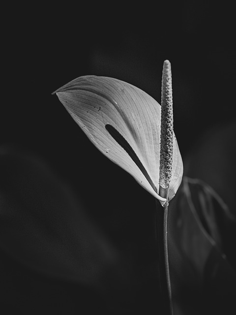 Anthurium, Blume, Blüte, Pflanze, Hell