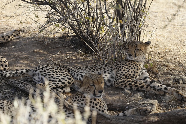 Free Cheetah Kenya photo and picture