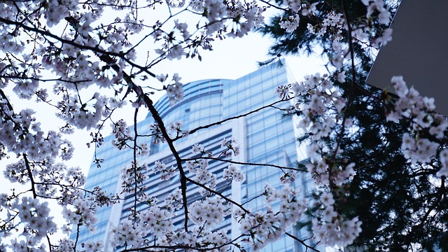 Flor De Cerejeira, Primavera, Cidade