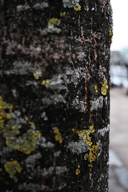Free Tree Macro photo and picture