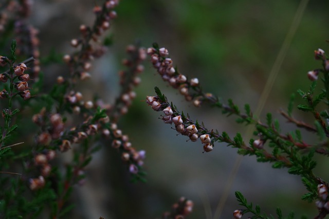 Free Macro Alive photo and picture