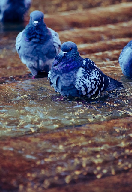 Free Pigeons Water photo and picture