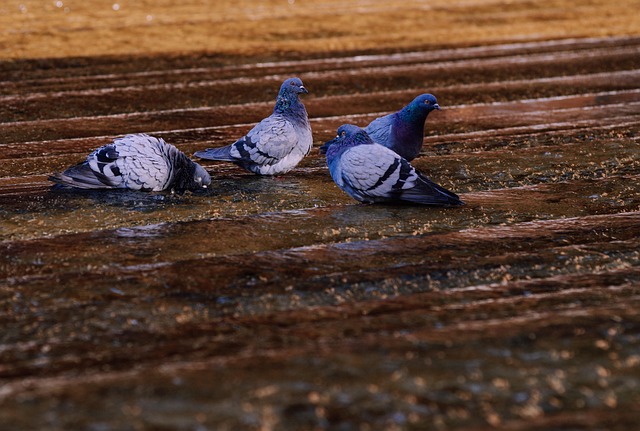 Free Pigeons Water photo and picture