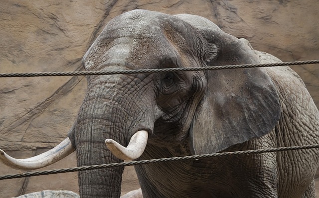 Free Elephant Zoo photo and picture